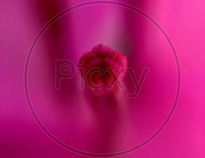 Bougainvillea flower macro shot wallpaper pink