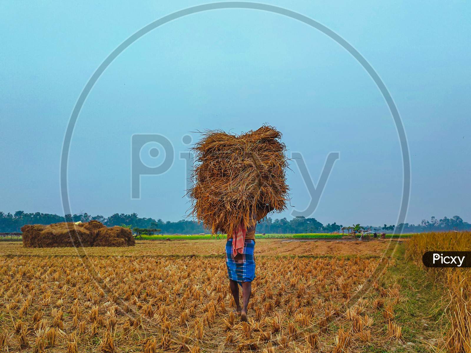 A Farmer loading paddy tree in his shoulder.