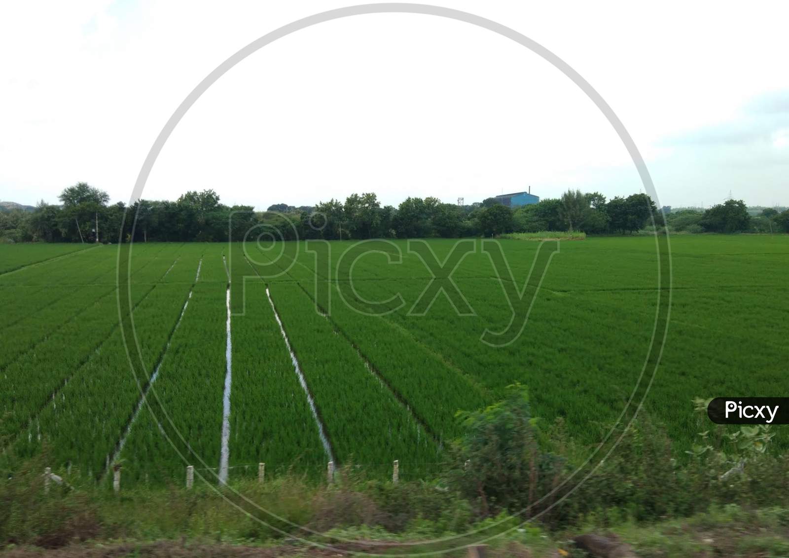 Agriculture land wheat crop