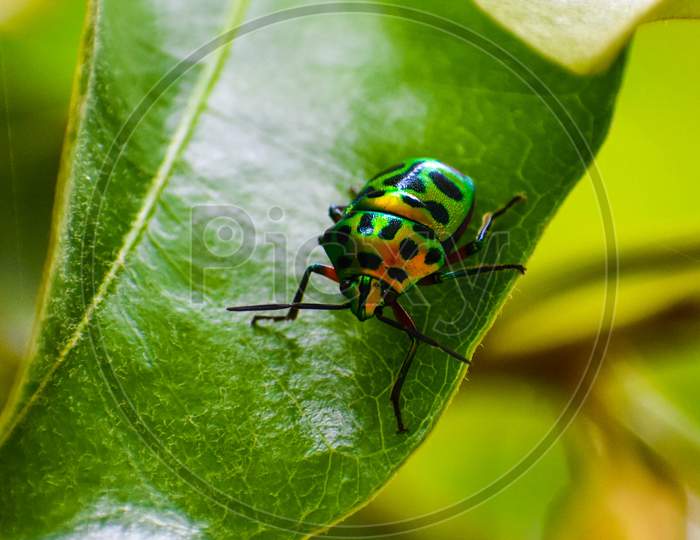 jewel beetle