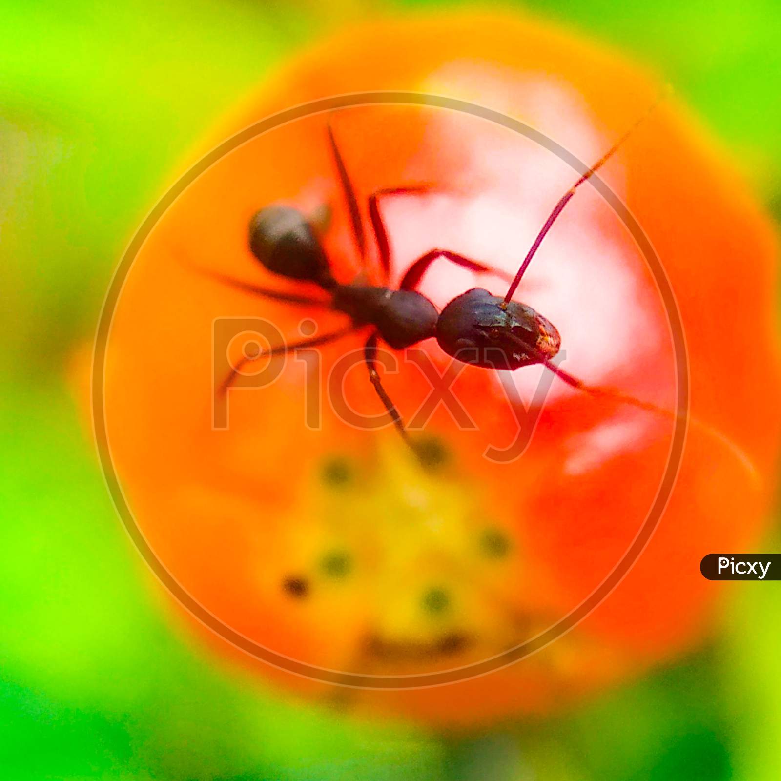 Ant on Pomegranate