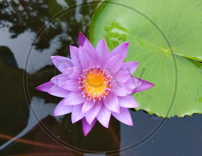 Beautiful purple colour Lotus flower in a pond