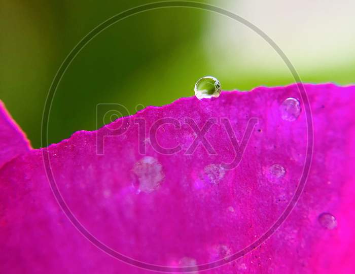 Pink Vinca rosea Catharanthus with water droplets wallpaper macro