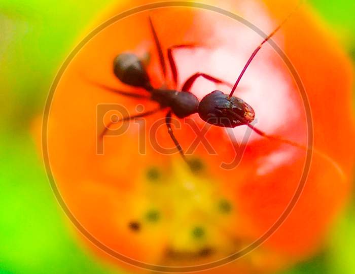 Ant on Pomegranate