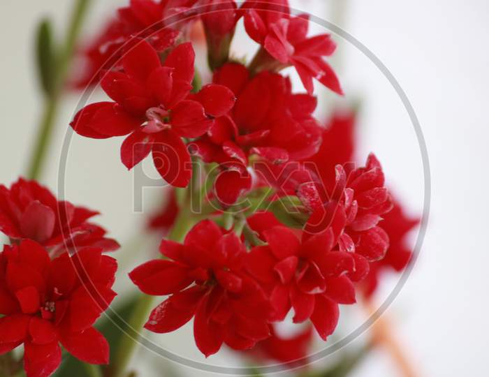 Red Garden flower. Beautiful Garden flower.