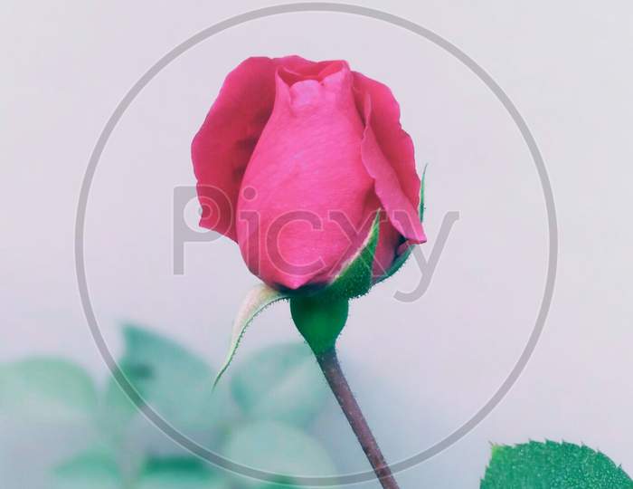 Red rose - a symbol of love