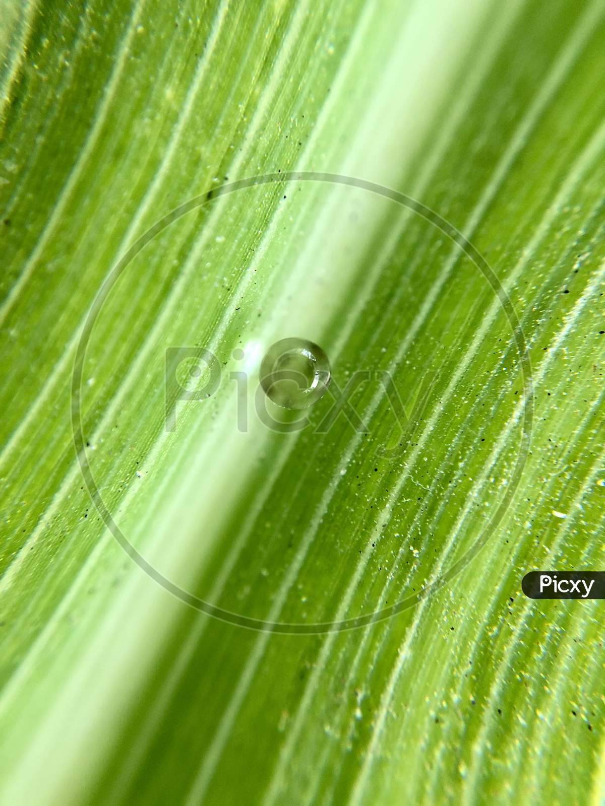 Lemon grass wallpaper with water droplet