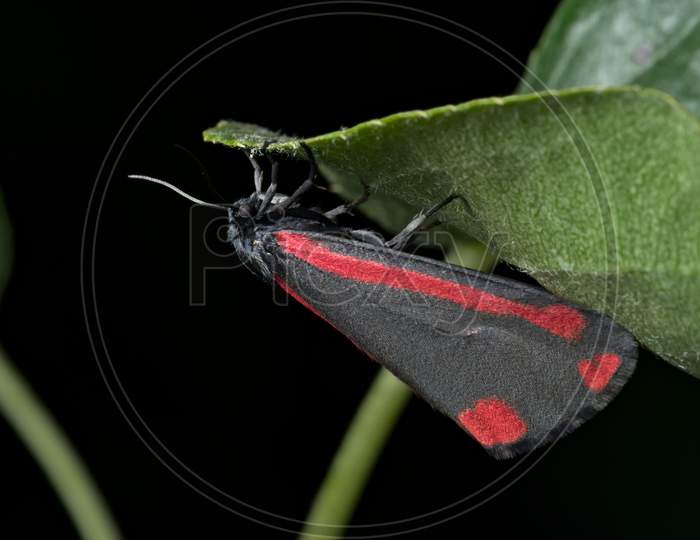 Black And Red Cinnabar Moth Hangs Off A Leaf With A Black Background Closer In, Tyria Jacobaeaeed