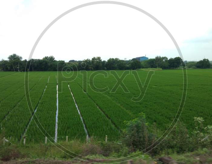 Agriculture land wheat crop