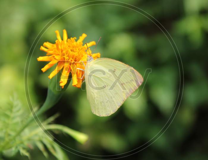 Common Emigrant Butterfly Sitting On The Calendula.
