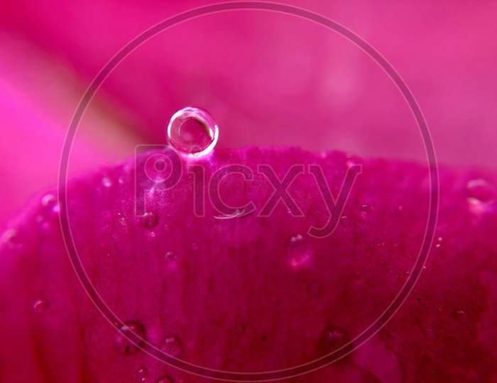 Pink Vinca rosea Catharanthus with water droplets wallpaper macro