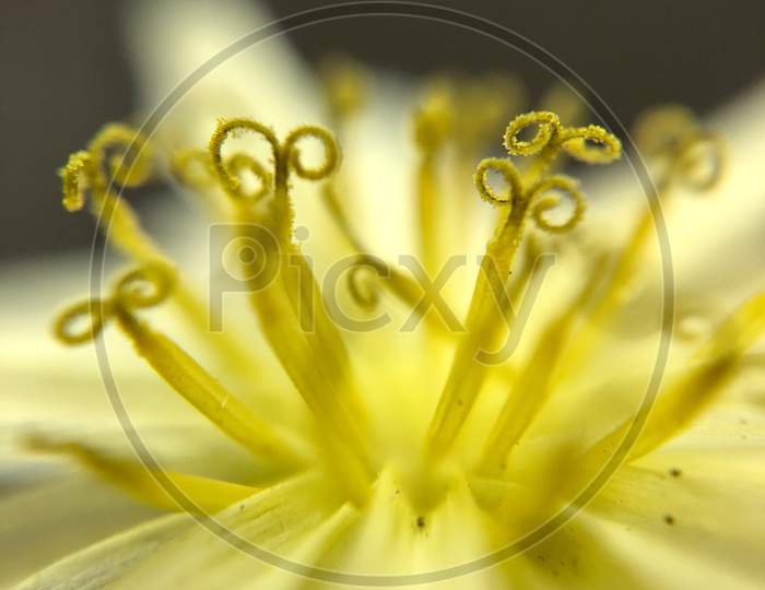 Macro photography flowers branches leaves water wallpaper colirful dandelion sunset