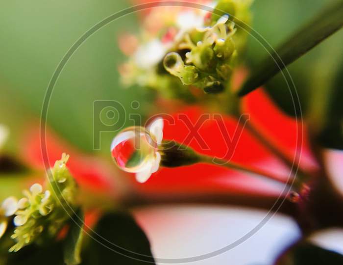 Macro Catharanthus roseus flower leaf and droplet bokeh colorful wallpapers lemon grass