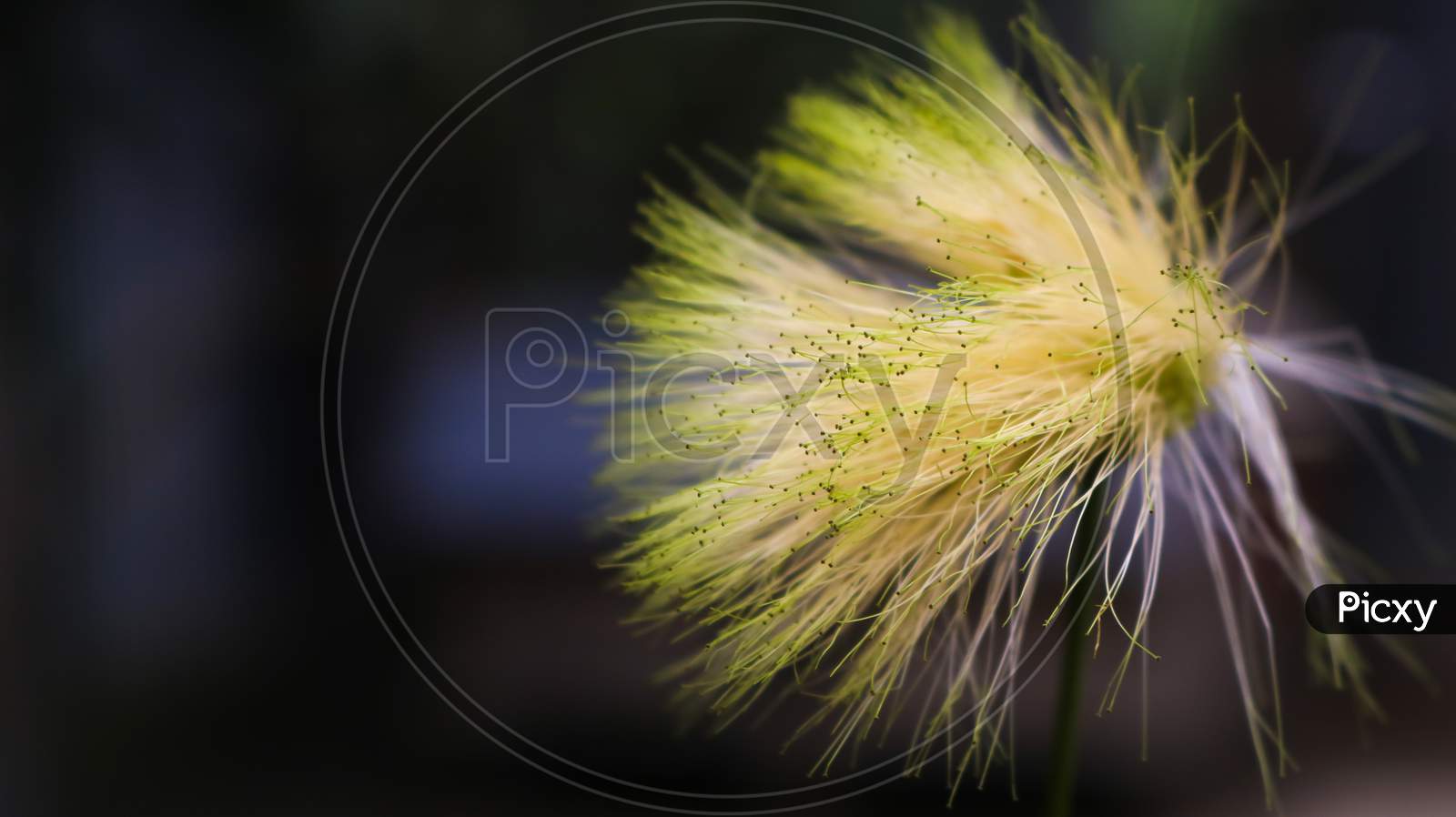 There Are Grass Flowers In The Field. Exposed To The Light Of Nature. Graphics Resource Background.