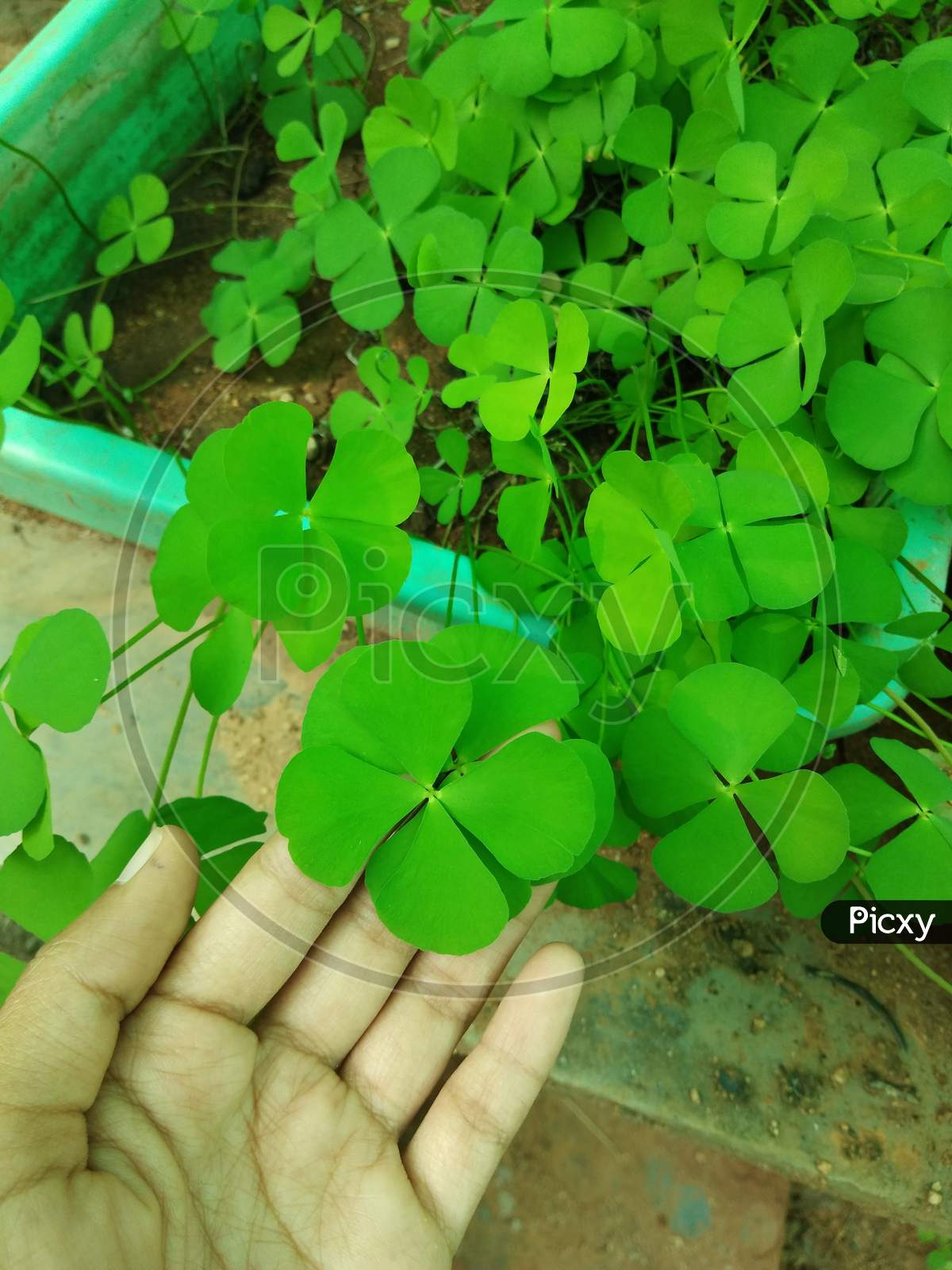 Green plant leaf lets