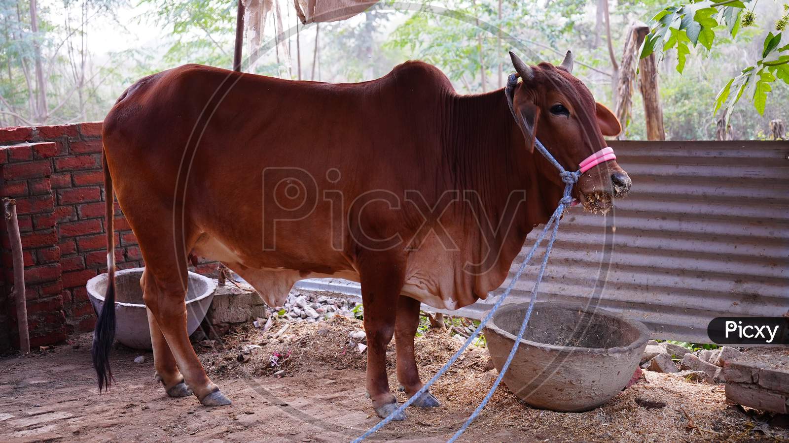 Sahiwal cow is standing and eating her food very comfortably