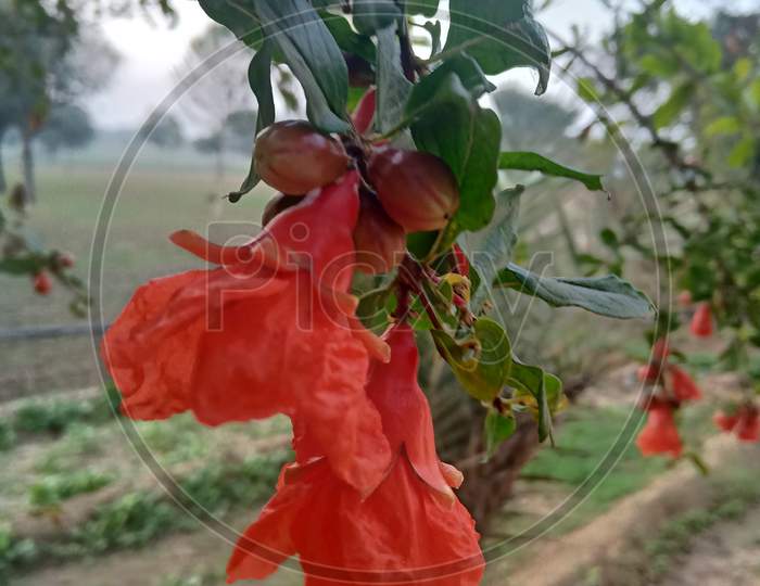 Anar Flowers, pomegranate flower
