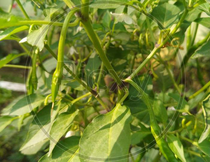 Green chili plant.