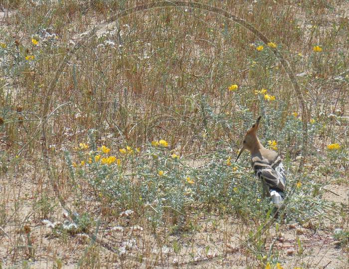 Small hoopoe on the sand
