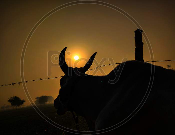 Sun is rise between cow horns