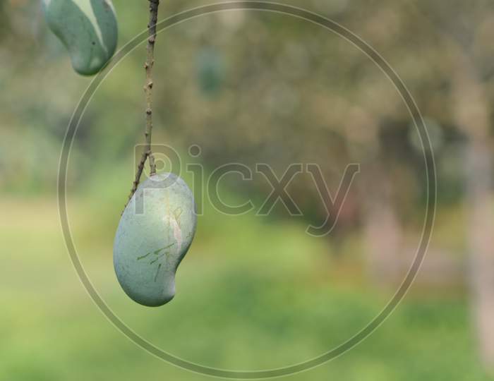 one mango in focus with green blurred background