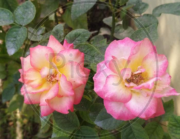 Pink rose couple with green leaves background.