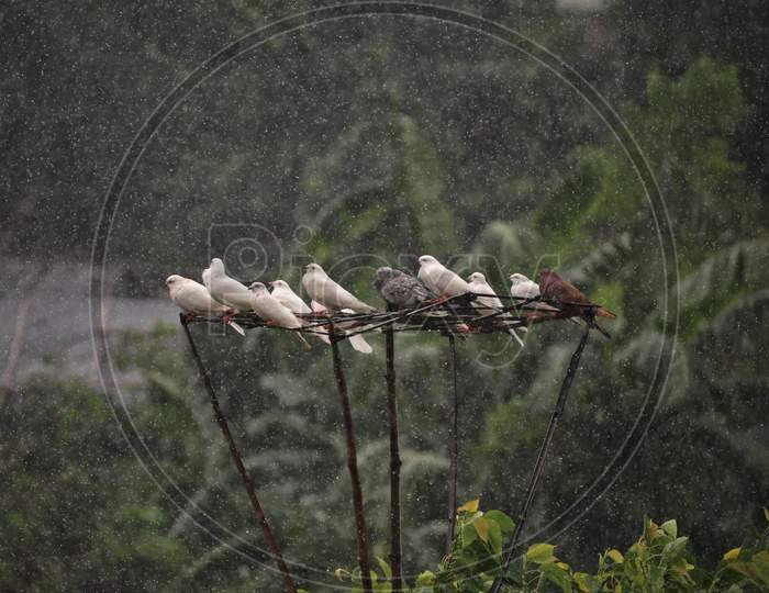 bunch of  pigeon sitting under the rain with blurred green backdrop