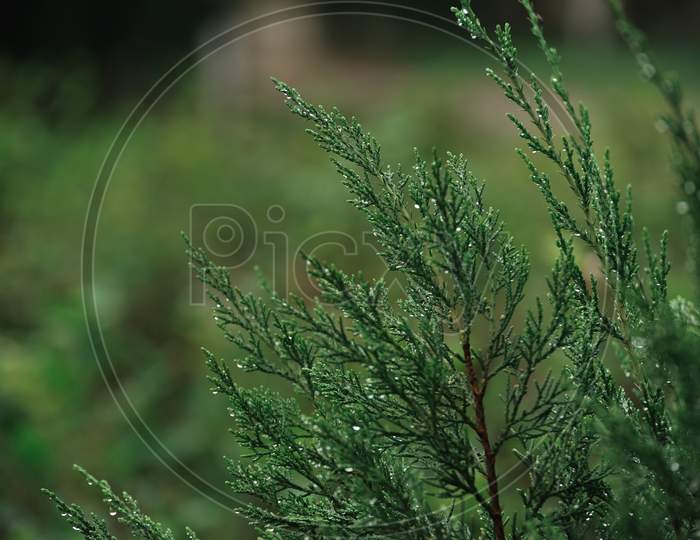 selectively focused leaf with green blurred background