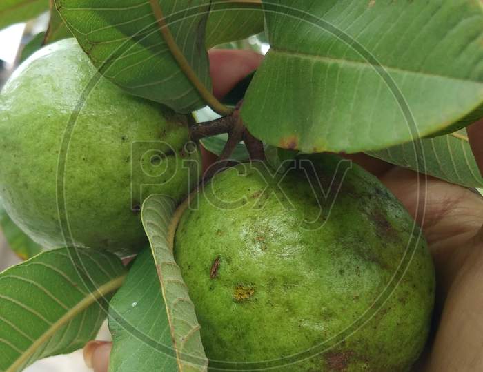 Guava fruits with leaves