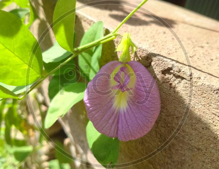 Pink or purple aparajita or clitoria flower