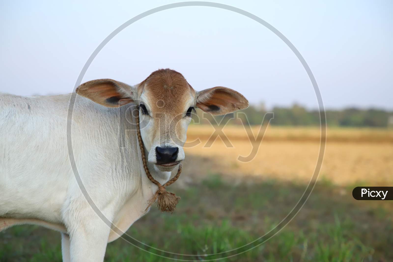 A Young white Brown Calf, Cow, Looking At The Camera