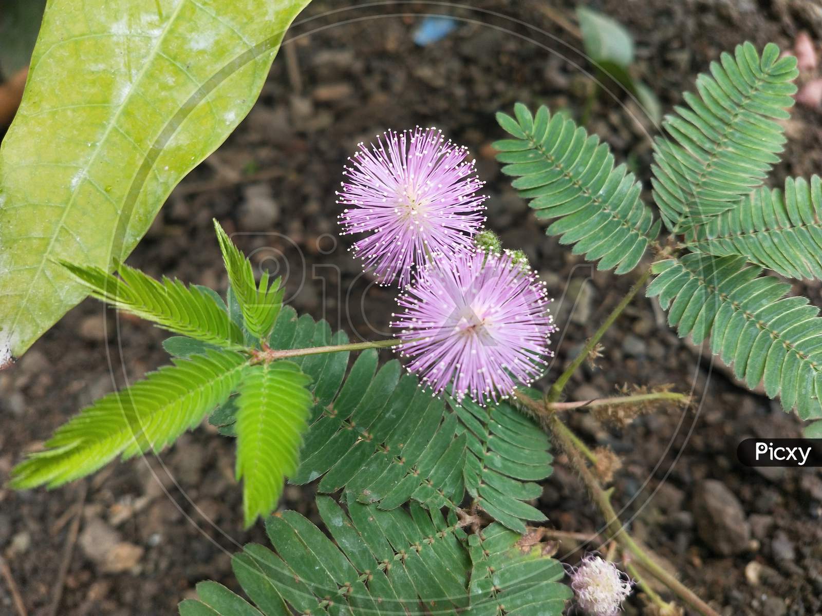 Touch Me Not flower or Mimosa Pudica Flower