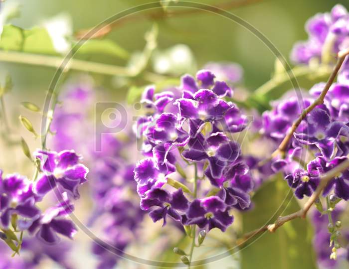 purple flower macro with blurred background