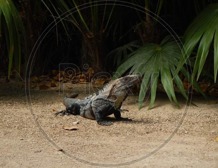 Green iguana common in Méjico