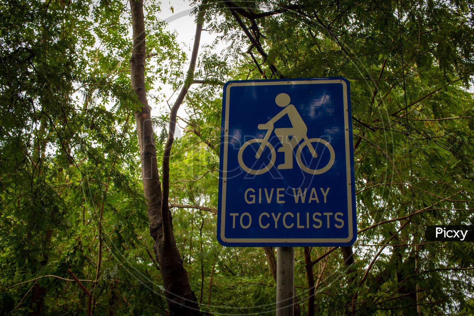 View Of Give Way Sign To Cyclists Board. Alerting Road Users To Give Way Or Yield For Cyclists