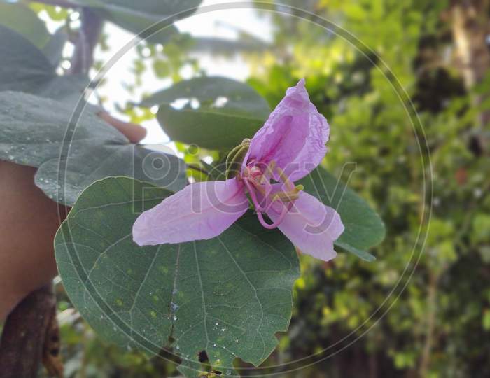 Pink bauhinia variegata or orchid tree or mountain ebony flower