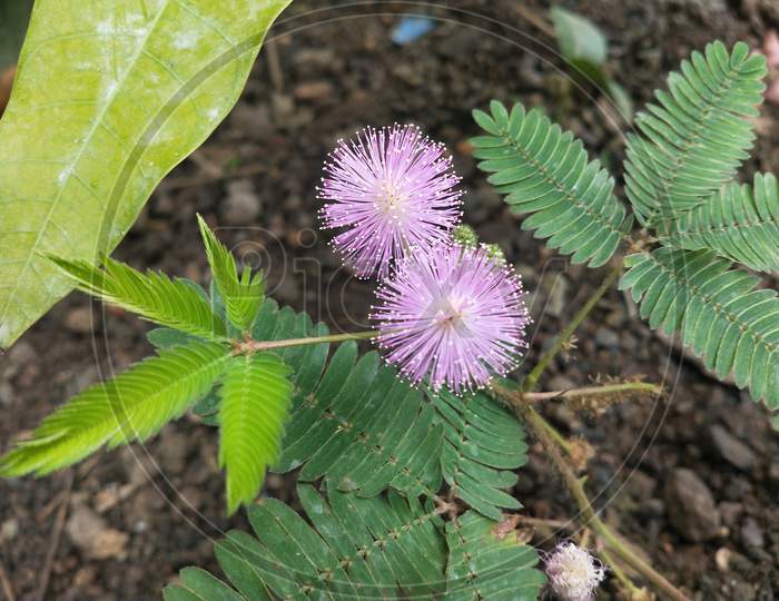 Touch Me Not flower or Mimosa Pudica Flower