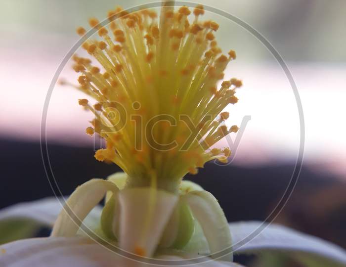 macro view of flower with zoom macro lens