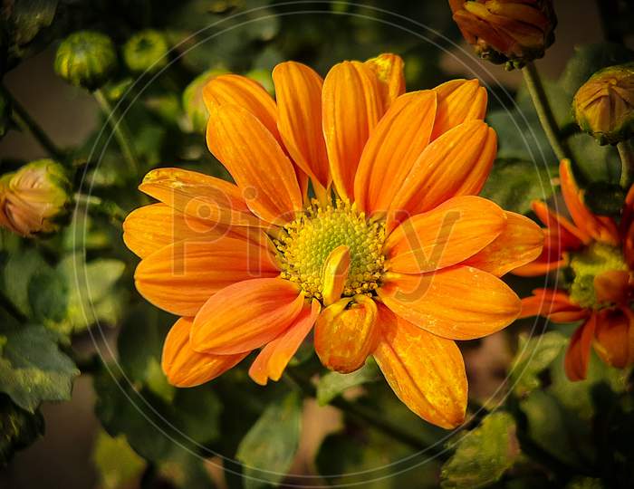 Yellow Orange chrysanthemum