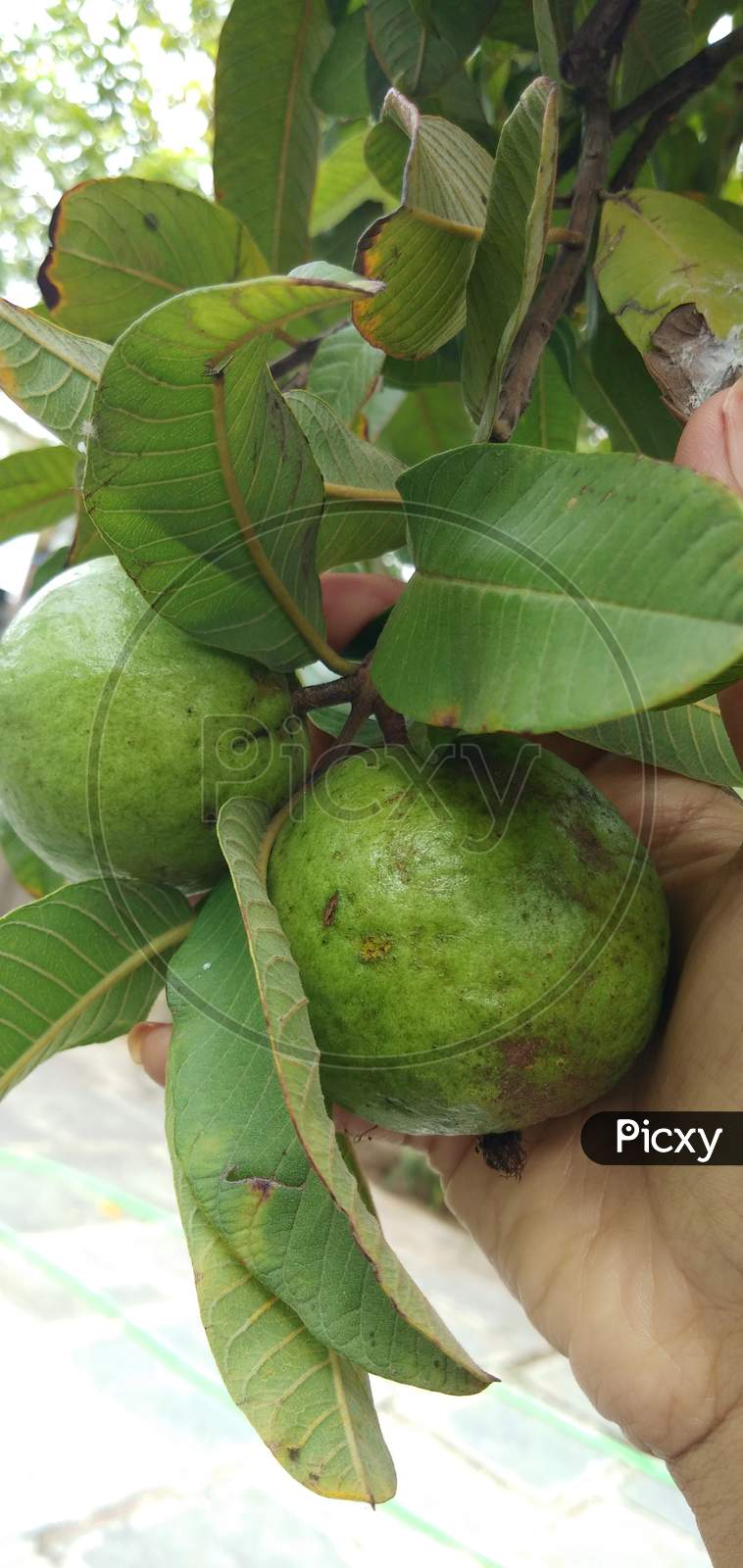 Guava fruits with leaves