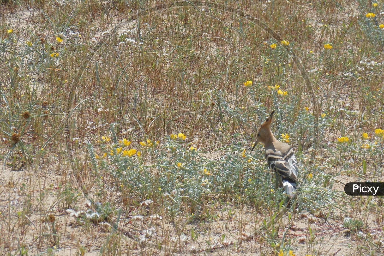 Small hoopoe on the sand