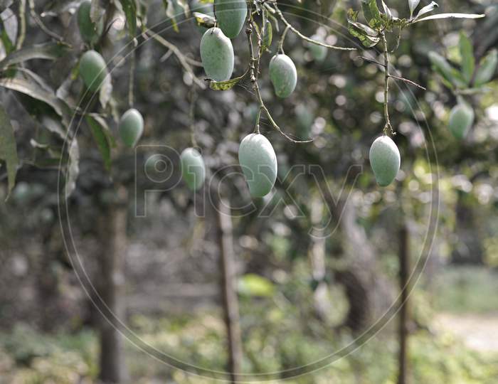 green mangoes hanging from the mango tree