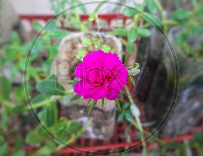 Pathumani flower