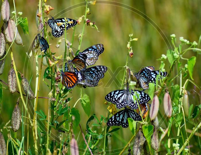 Groups of blue tiger butterfly and stripped tiger butterfly