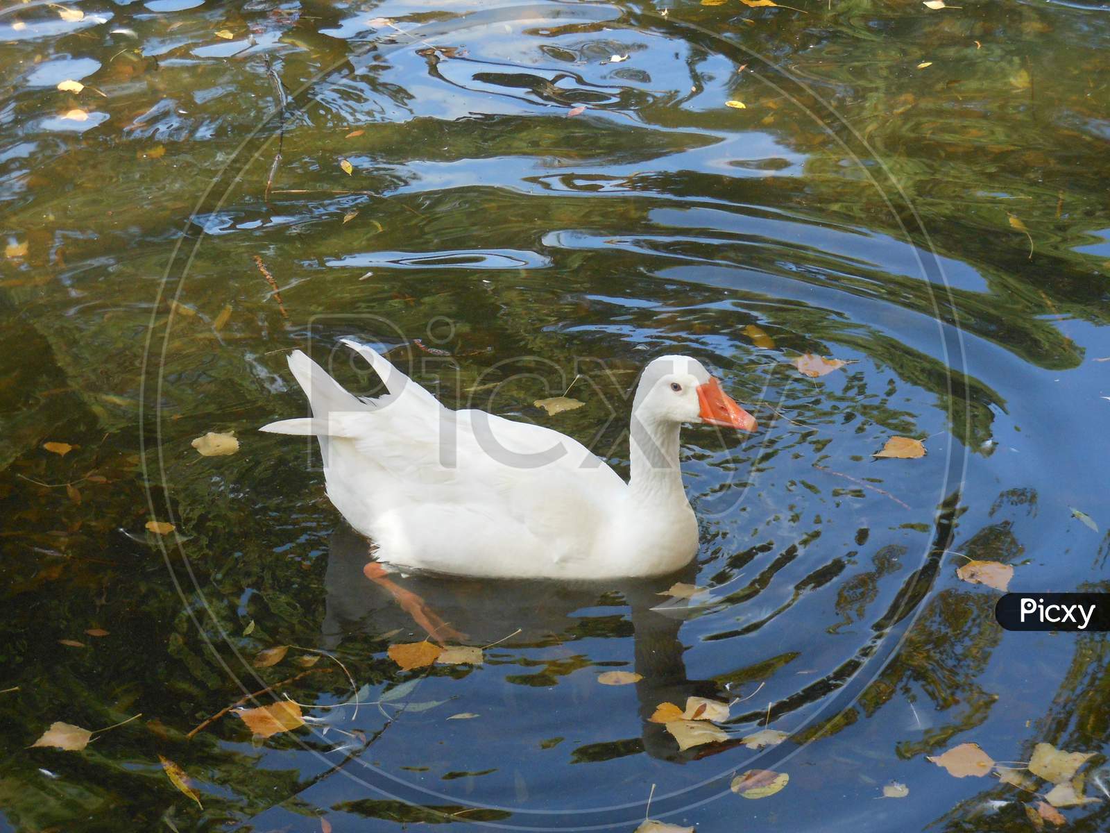 A white duck in the pound