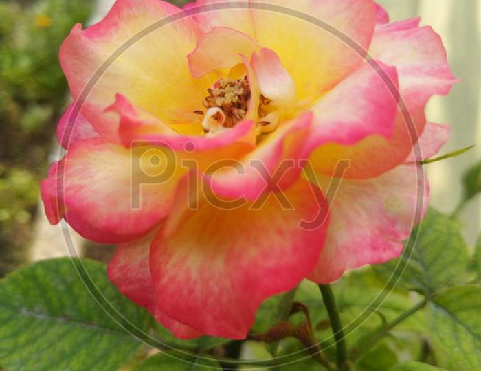 Beautiful shaded pink rose.