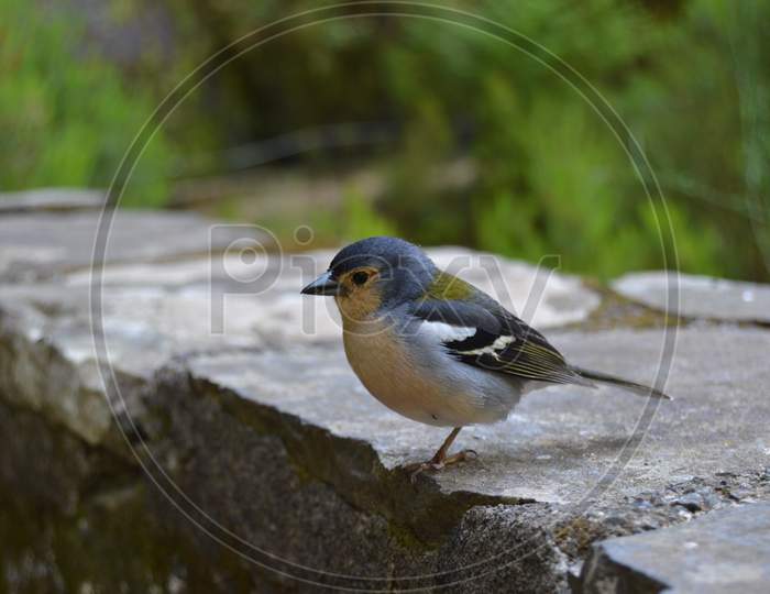 Small blue bird of Madeira