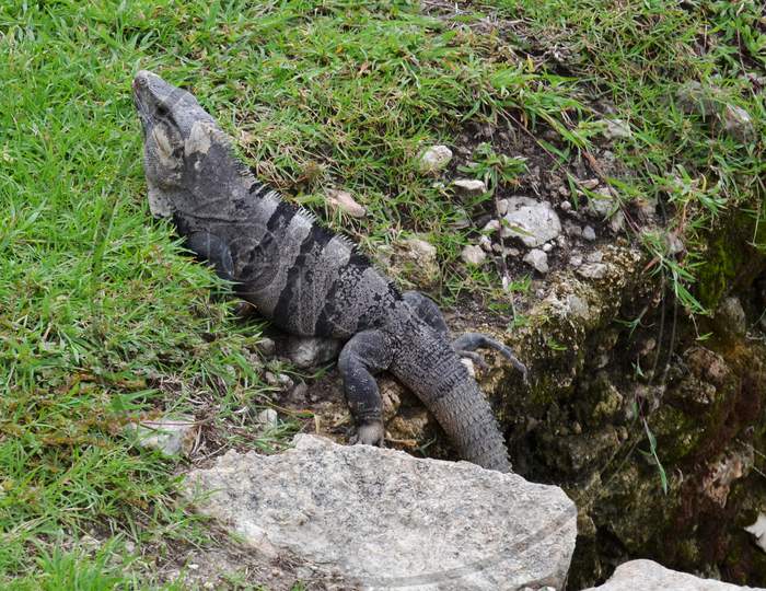 Green iguana common in Mexico