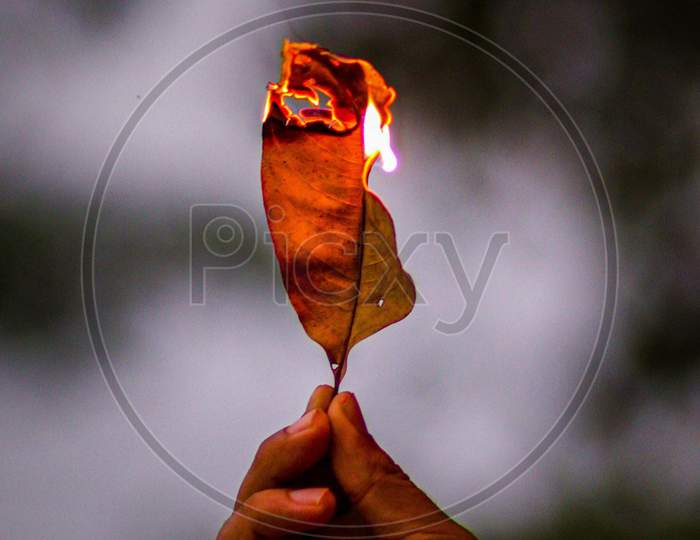 The burning leaf