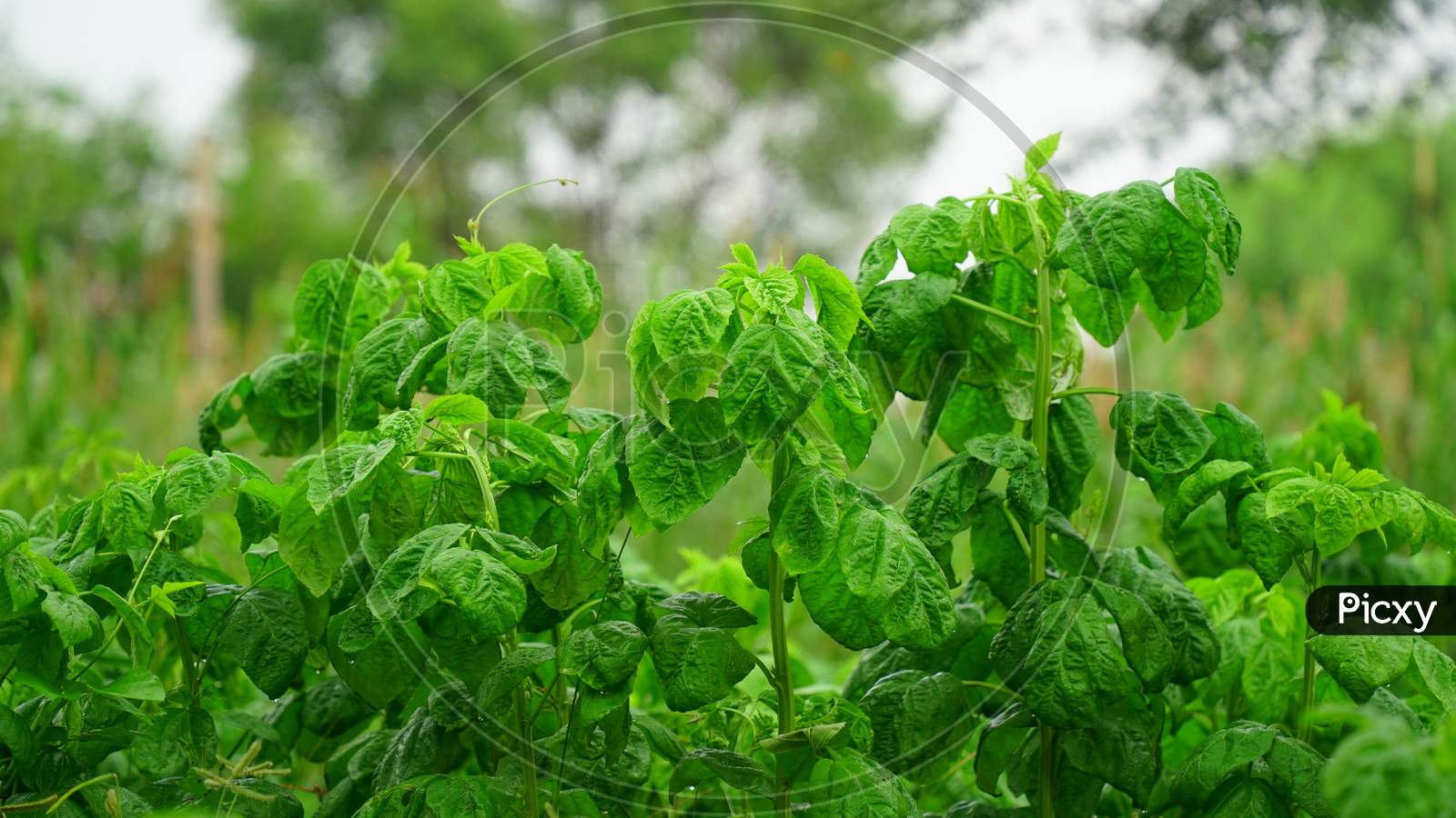 Cluster Beans Or Gawar Phali(Guar)Plant In Field,Cyamopsis Tetragonoloba,Is An Annual Legume And The Source Of Guar Gum.